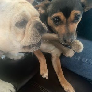 Meet your Posher, Jolene